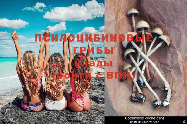 шишки Инсар