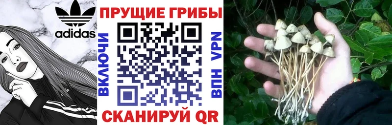 Псилоцибиновые грибы мицелий  darknet Telegram  кракен ТОР  Краснознаменск  наркошоп 